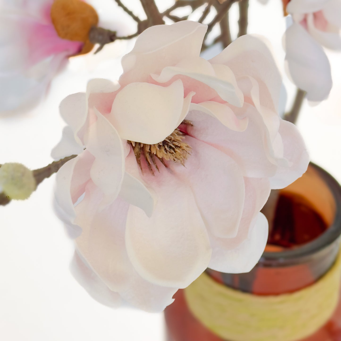 De Magnolia Droom